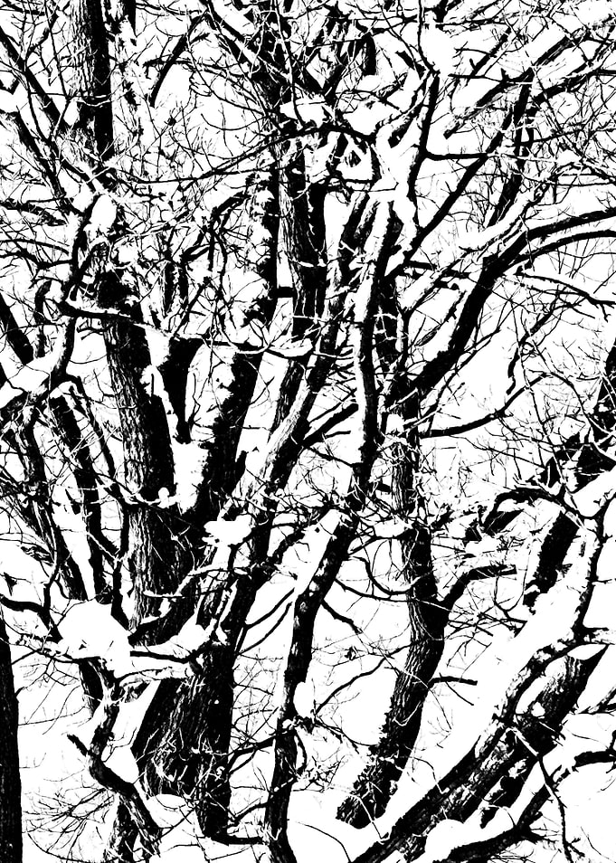Oak Tree In Winter Right