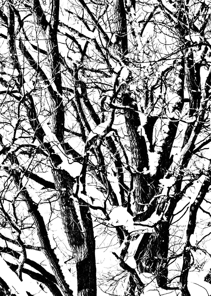 Oak Tree Winter Snow