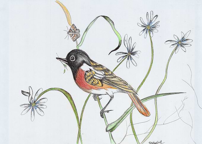African Stone Chat