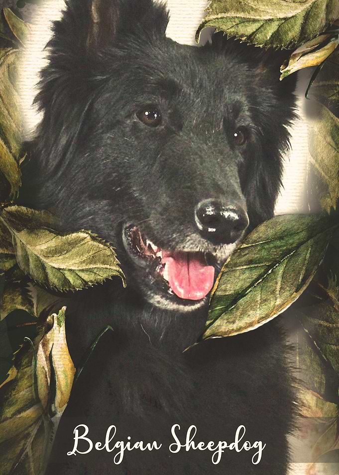 Belgian Sheepdog