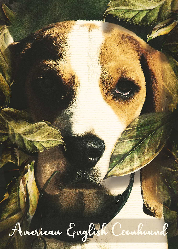 American English Coonhound