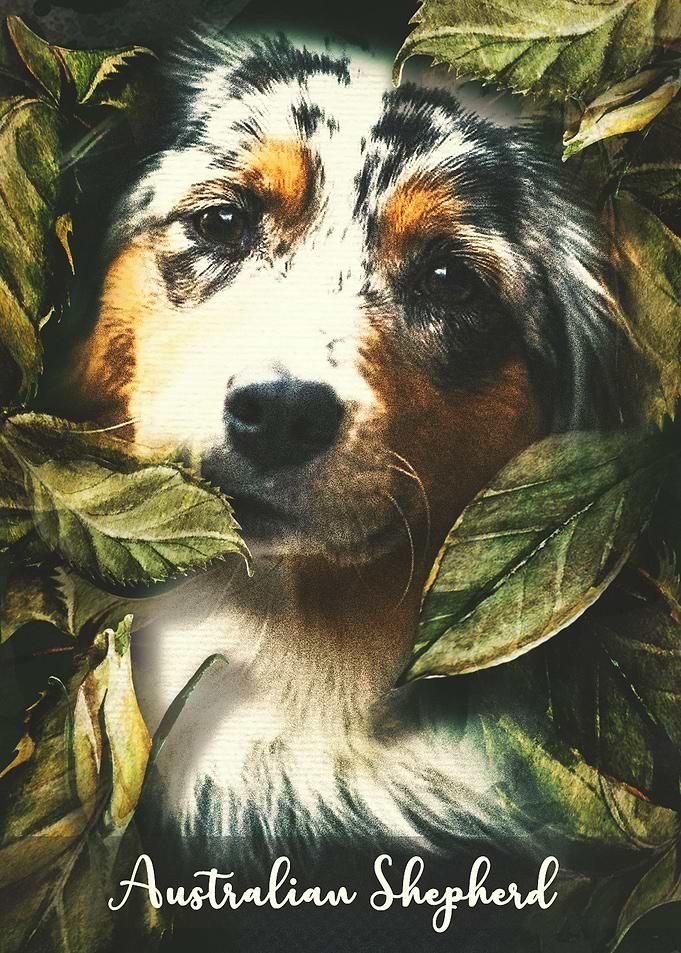 Australian Shepherd