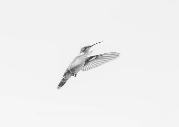 Hummingbird minimalism 2