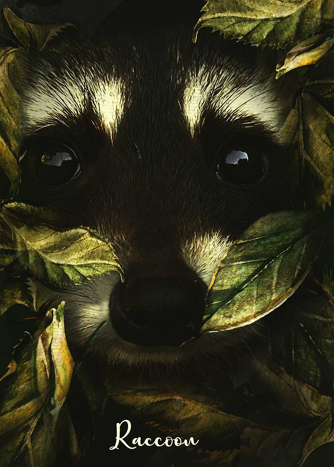 Raccoon