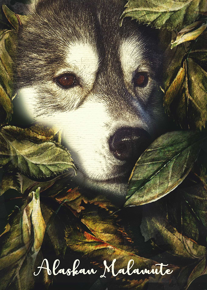 Alaskan Malamute