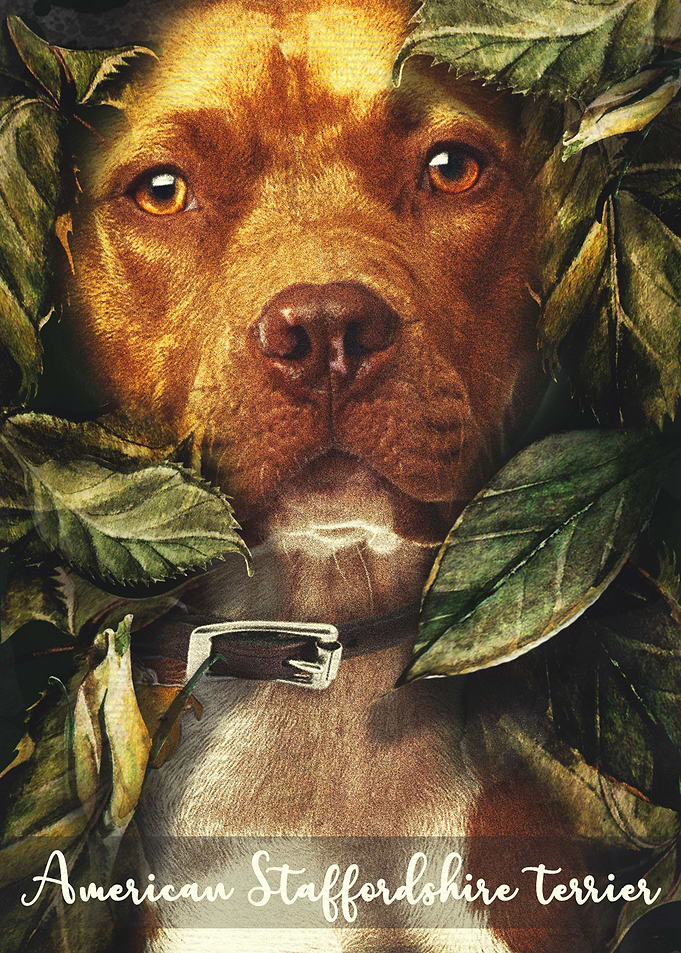 American Staffordshire Ter