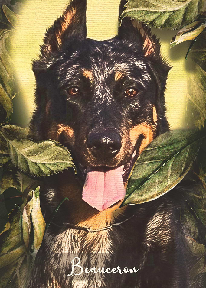 Beauceron