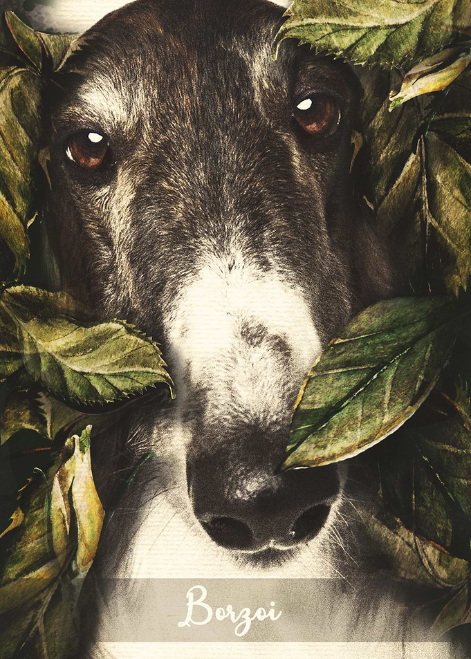 Borzoi
