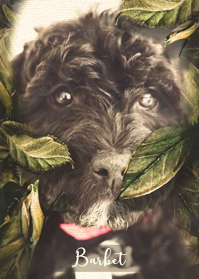 Barbet