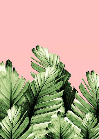 Blush Banana Leaves 1
