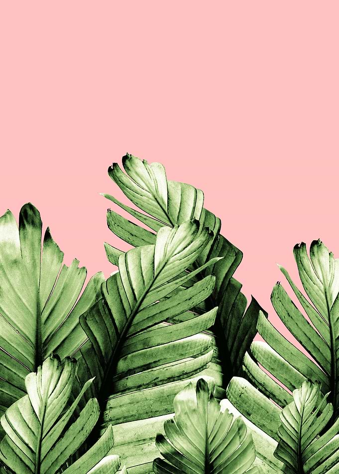 Blush Banana Leaves 1