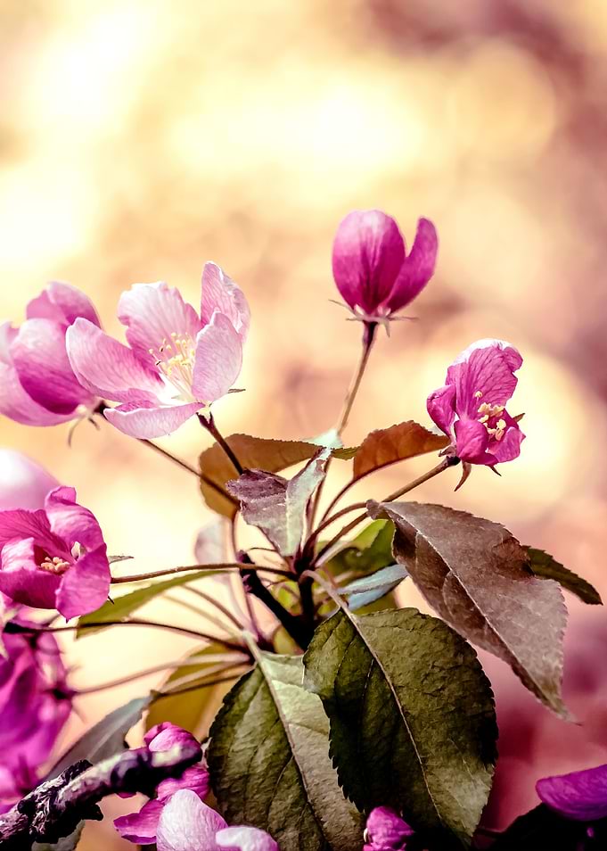 Pink Beige Blossoms Right