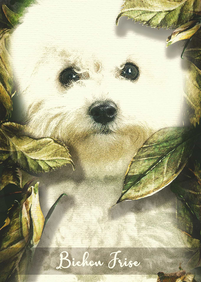 Bichon Frise