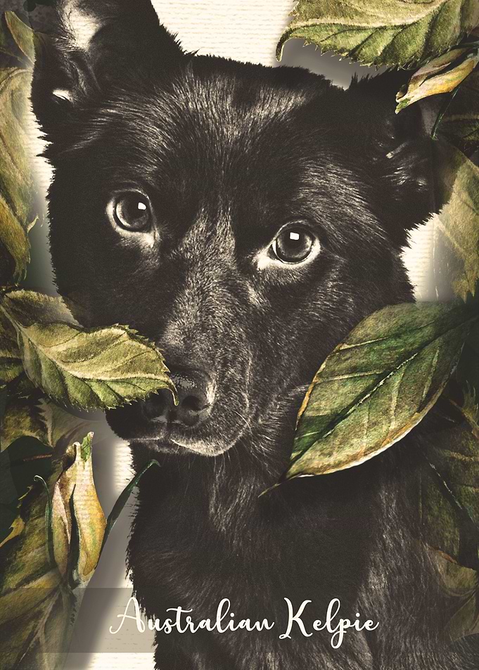 Australian Kelpie