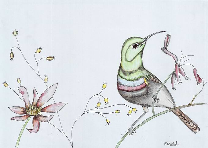 Lesser Sunbird