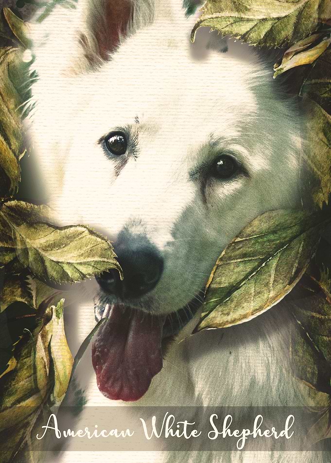 American White Shepherd