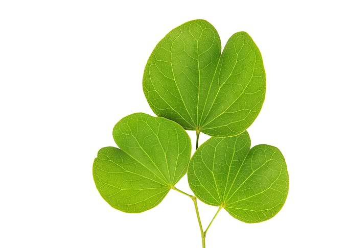 Bauhinia