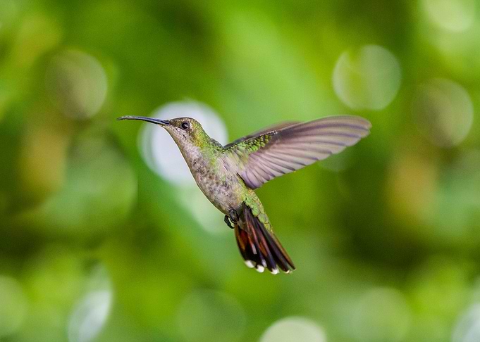 Hummingbird 3