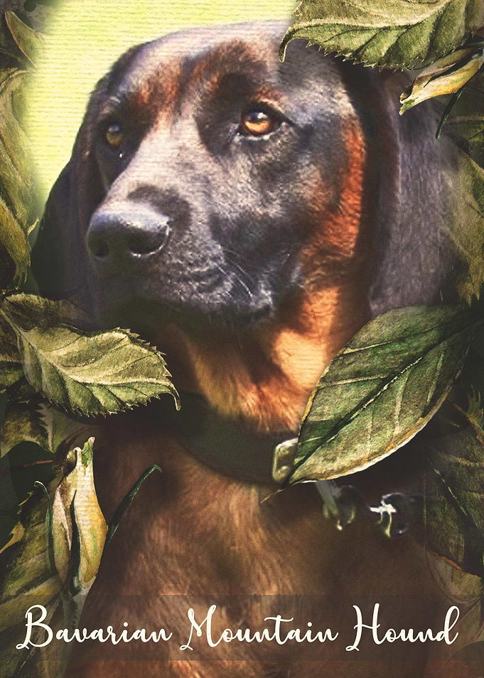 Bavarian Mountain Hound
