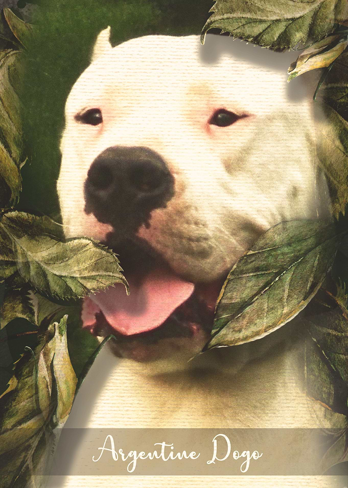 Argentine Dogo