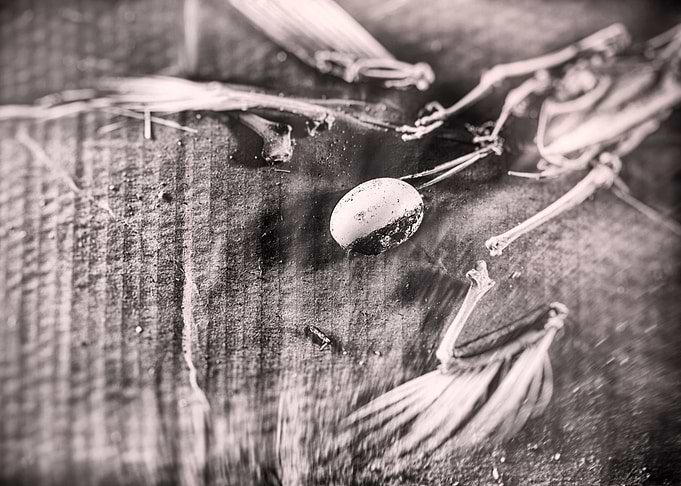 Bones and Egg
