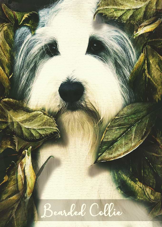 Bearded Collie