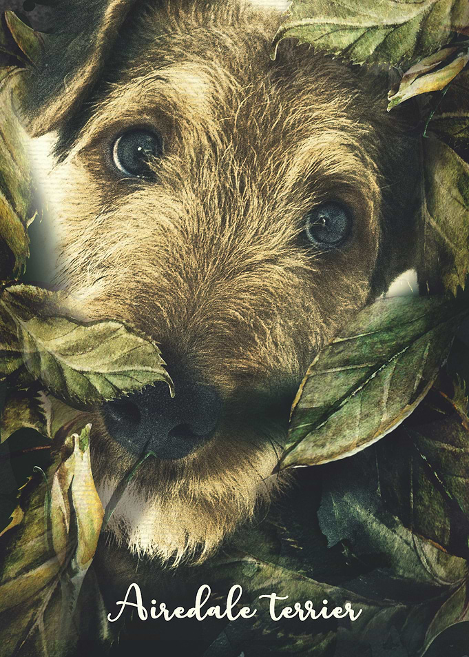 Airedale terrier