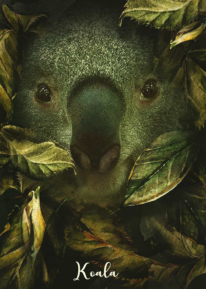 Koala