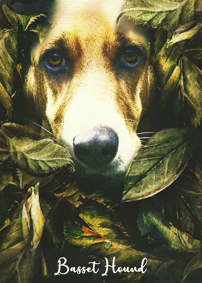 Basset Hound