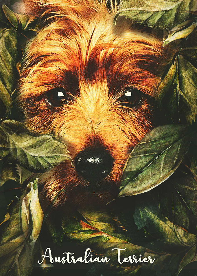 Australian Terrier
