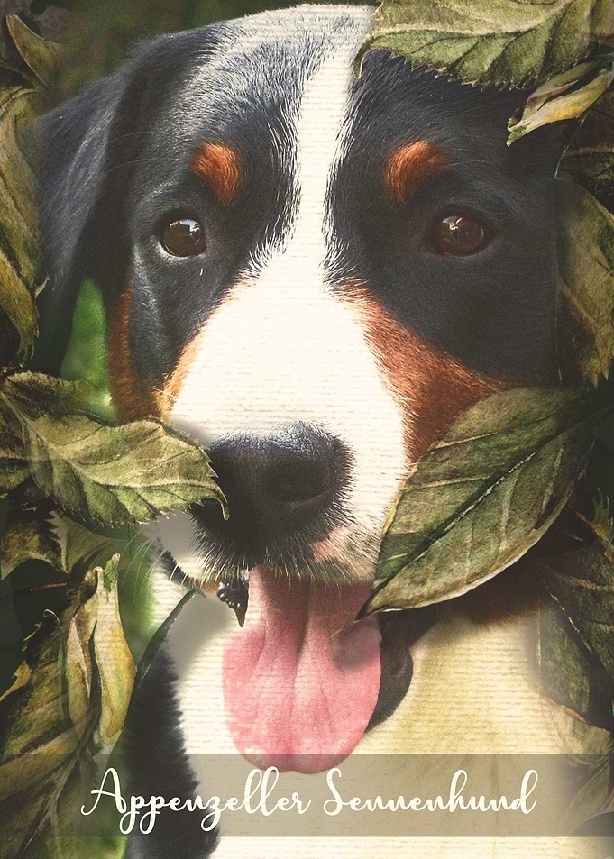 Appenzeller Sennenhund