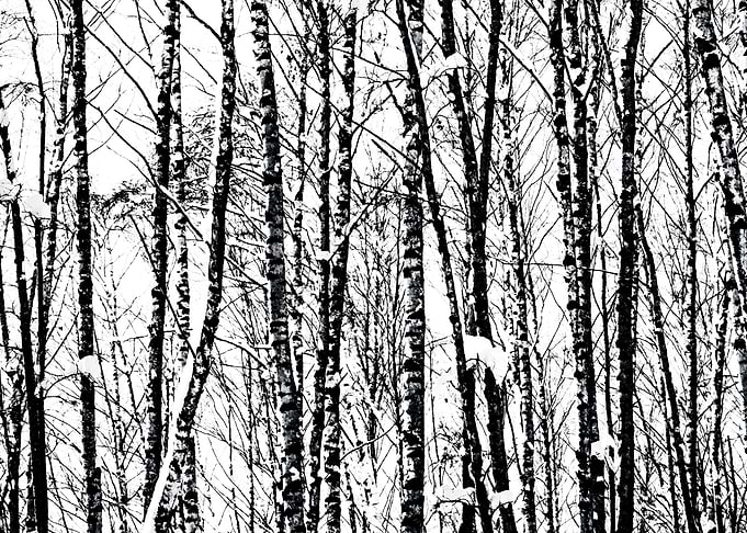 SnowCovered Birch Trees