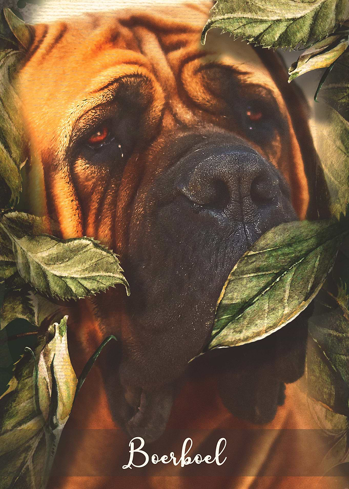 Boerboel
