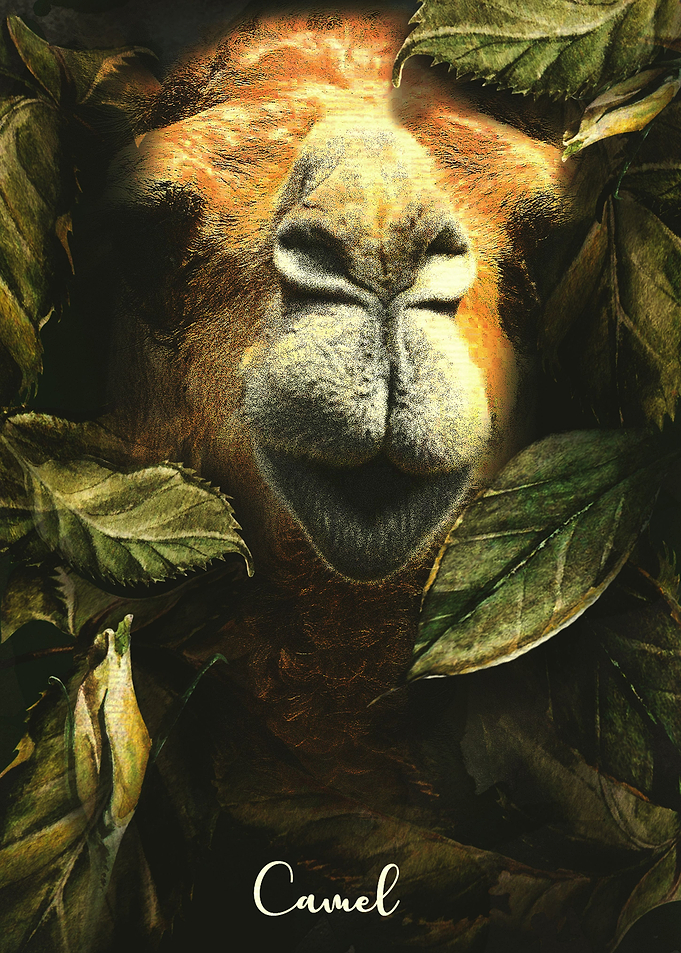 Camel