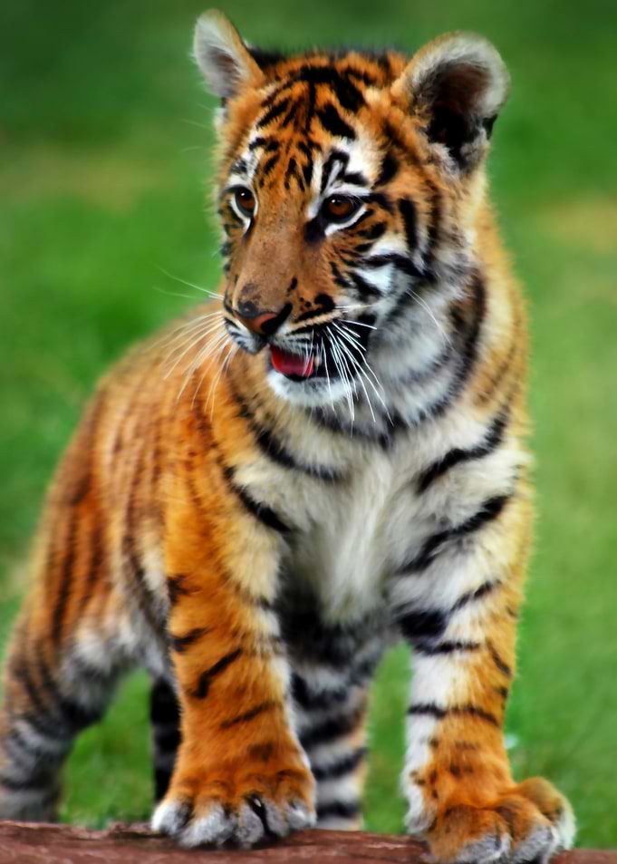 Baby tiger cub