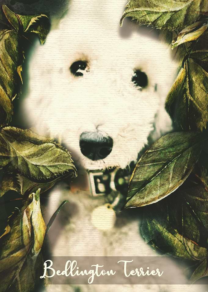 Bedlington Terrier