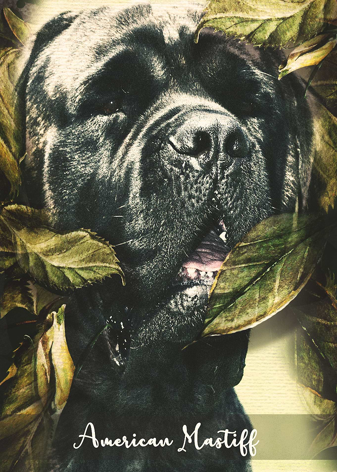 American Mastiff
