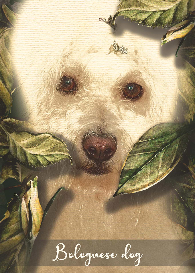 Bolognese Dog