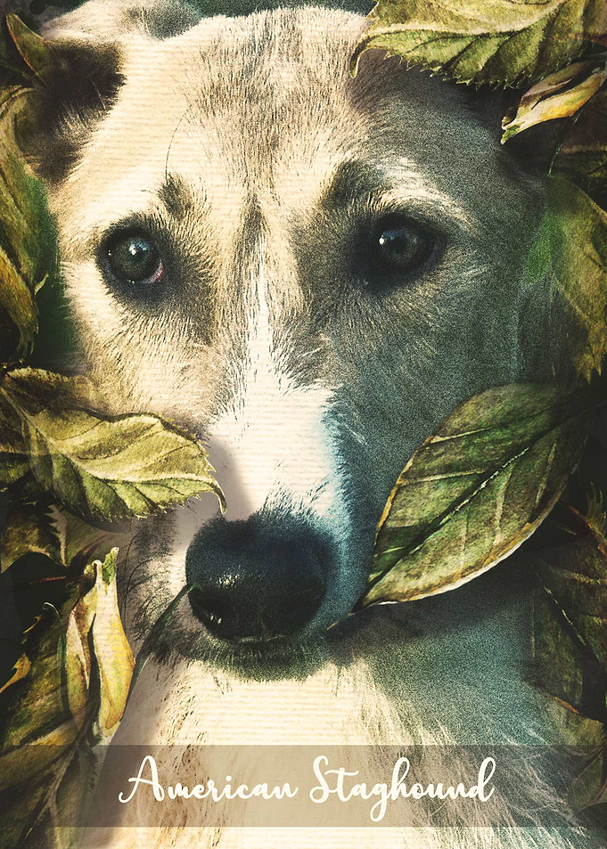 American Staghound