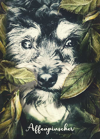 Affenpinscher