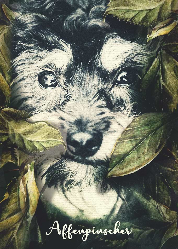 Affenpinscher