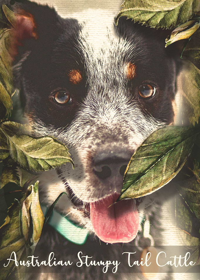 Stumpy Tail Cattle Dog
