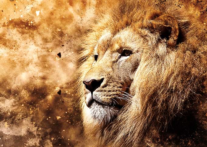 Lion 2