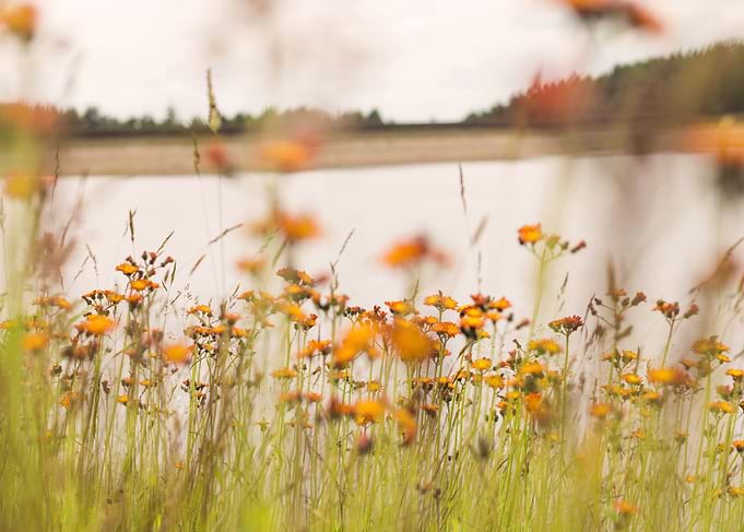 Orange hawkweed