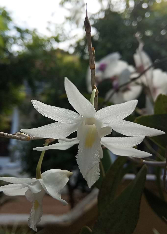 The beauty of orchids