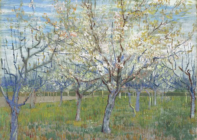 Orchard with Blossoming Ap