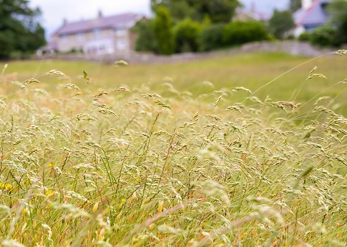 Golden Field