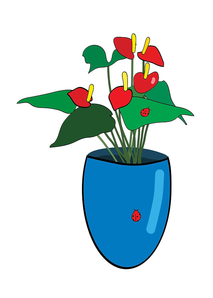 Red Anthurium