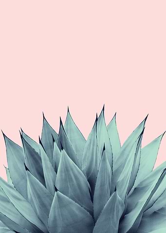 Agave Vibes 12