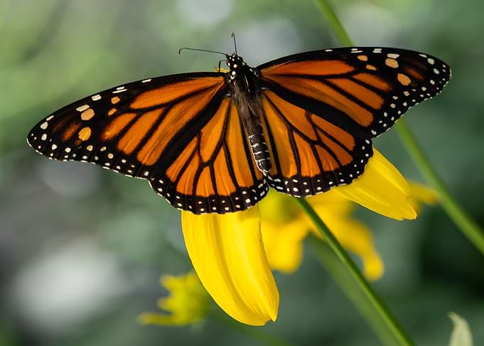 Monarch